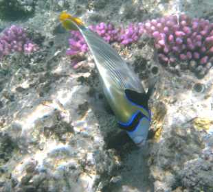 Schnorcheln am Innenriff des Hotel Pensee Azur Resort