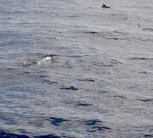 Delphin Safaritour von Morgan aus