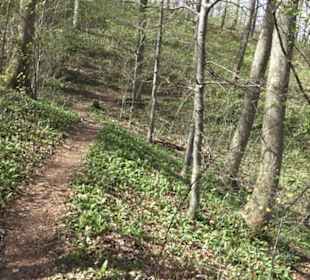 Wanderweg Hochgehkämpft