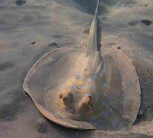 Blaupunkt-Stechrochen