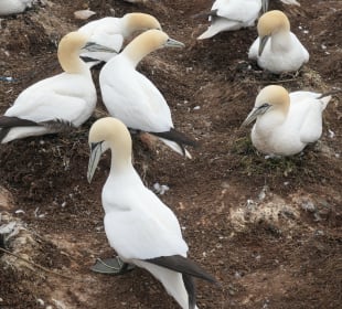 Bei einem Ausflug nach Helgoland