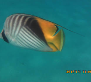 Foto von einem Fisch in Standnähe