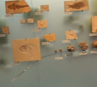 Museum für Naturkunde