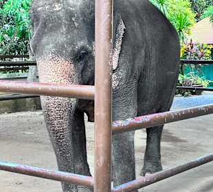 Elefant 
