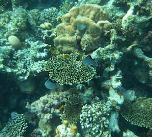 Hausriff Arabia Azur