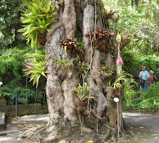 Jardín Botanico