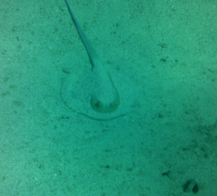 Blaupunktrochen