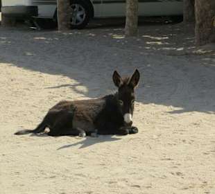 Safari Land Badawya Hurghada