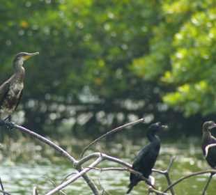 Kormorane am Bentota Fluß