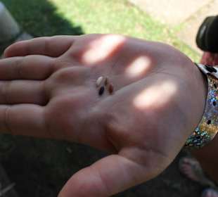 Freddy erklärt die vier Reissorten