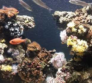 Aquarium