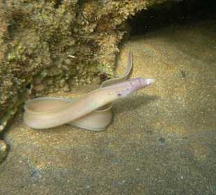 Graumuräne