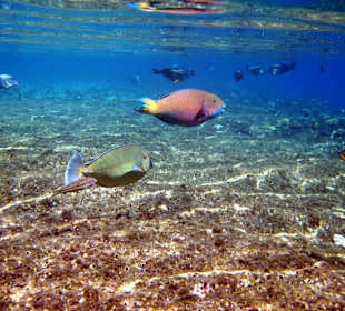 Three Corners Palmyra - Fische vor der Riffkante