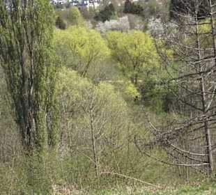 Sport- und Freizeitpark Markwasen