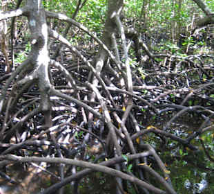 Mangroven