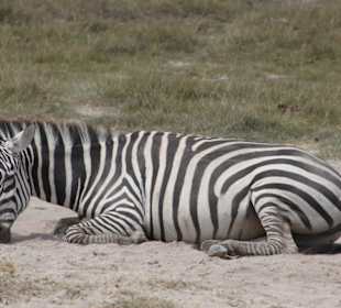 Amboseli