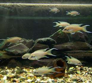 Aquarium in Erfurt