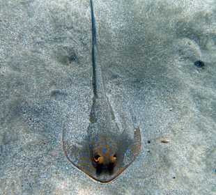 Schnorcheln Abu Dabbab