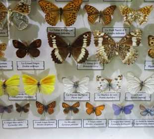 Exponate des Muséum d'histoire naturelle
