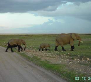 "Gestiefelte" Elefanten