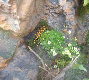 Eurasienbereich - Feuersalamander