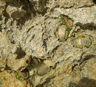 Fossilien noch von Menschenhand unberührt