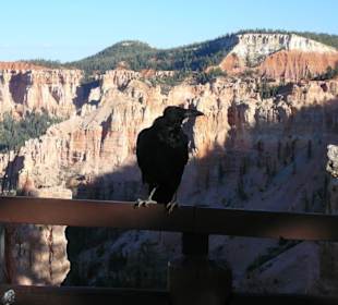 Krähe am Canyonrand