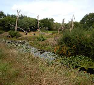 Blick über den Park - Affen