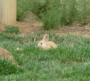 Hase