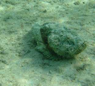 Steinfisch! Unbedingt Badeschuhe mitnehmen!