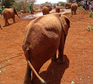 Auf dem Gelände des Elefantenwaisenhauses