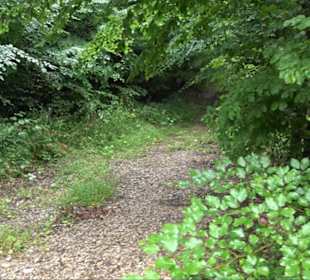 FriedWald Schönbuch