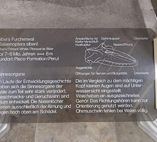 Staatliches Naturkunde Museum