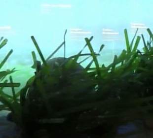 Naturhistorisches Museum