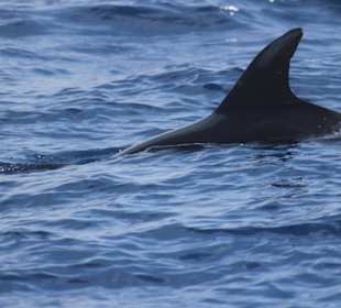 Bootsausflug Wahl-/Delfinbeobachtung