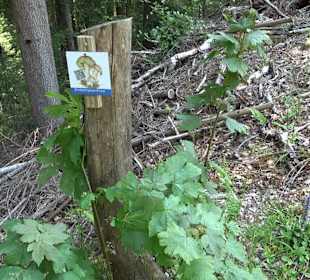 Griesbacher Wasserfälle Bad Griesbach