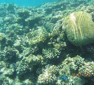 Am Hausriff direkt vor dem Hotel