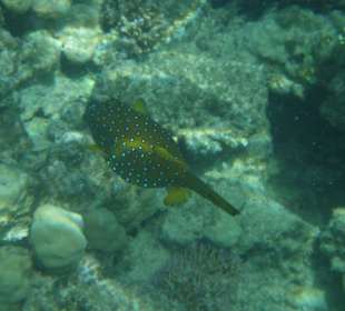 Hausriff, rechts von der Marina