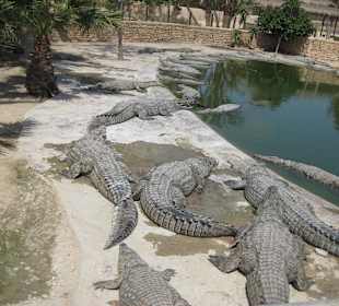 Unser Besuch auf der Krokodilfarm 