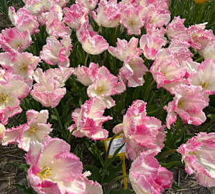 Floratuin Julianadorp