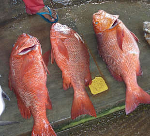 Fischmarkt in Negombo