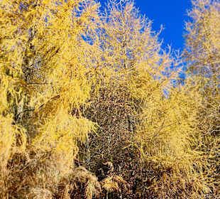 Wandern Bannwald Baiersbronn	