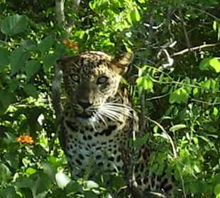 Yala - Nationalpark
