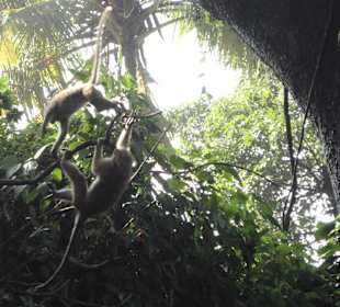 Raja Wasala Park - Wace Park