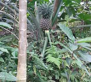 Ananas