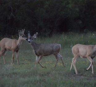 Weitere Besucher des Campgrounds