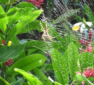 Gesehen bei den Dunns River Fällen