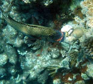 Fische