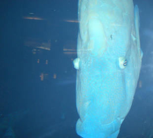 Der Fisch hat ein Gesicht