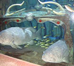 Aquarien im Lost Chambers